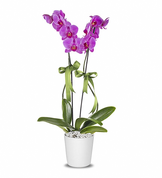 Holland (Decorium) iftli Mor Orkide