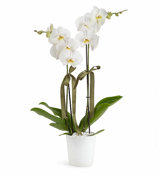 Holland (Decorium) iftli Beyaz Orkide