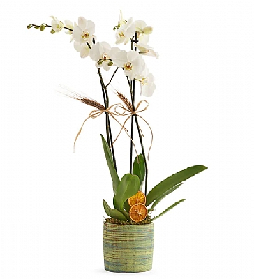 zel Seramikte kili Beyaz Orkide